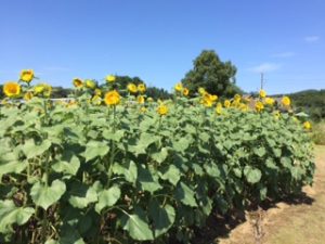 千葉県某所のひまわり畑