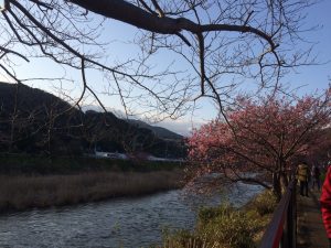 河津桜