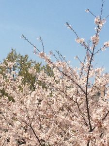 sakura