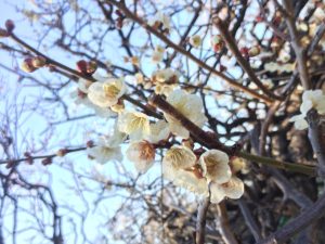 IMG_0670